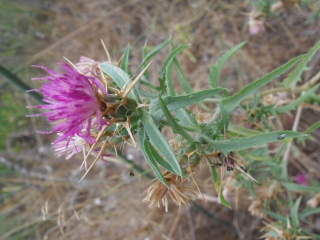 Centaurea calcitrapa/Fiordaliso stellato